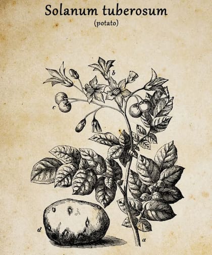 La letra "C" en el gráfico muestra los frutos de la papa, que son como tomatitos