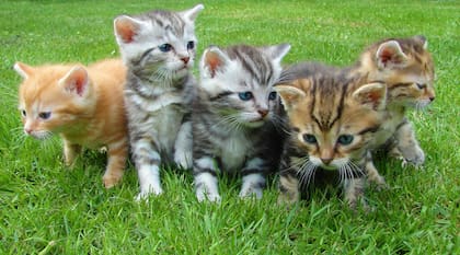 La leucemia felina se transmite principalmente por saliva, sangre u orina, por lo que el contacto directo y prolongado entre gatos es el principal factor de riesgo