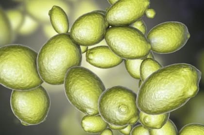 Las farmacéuticas también podrían beneficiarse de las levaduras bioprospectadas