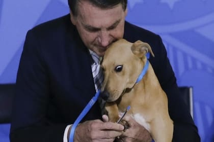 La ley promulgada por Jair Bolsonaro contempla una pena de hasta cinco años de detención para quienes perpreten algún tipo de abuso contra perros y gatos
