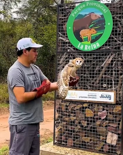 La liberación de la lechuza en el parque provincial jujeño