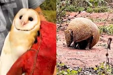 Encontraron quirquinchos y lechuzas lastimados, los recuperaron y liberaron en uno de los parques más importantes de Jujuy