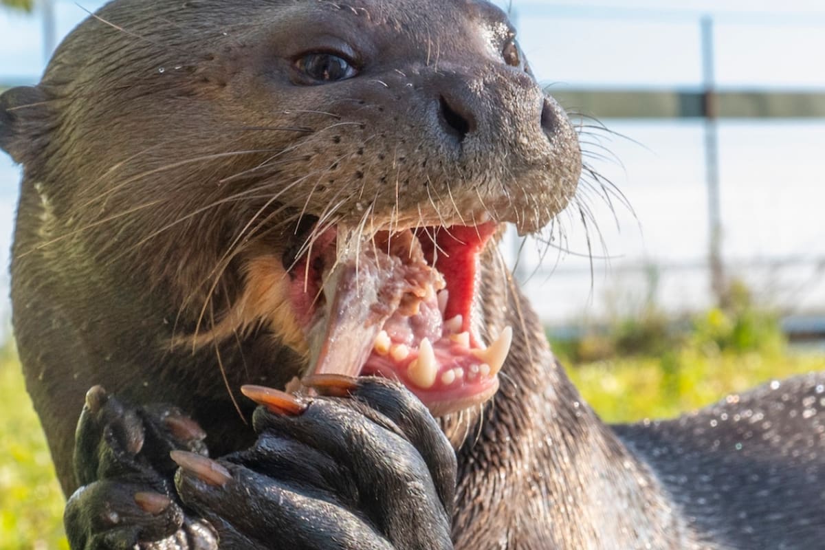La liberación de una familia de nutrias gigantes en los Esteros del Iberá marca un hito en la recuperación de los ecosistemas de Argentina (Foto: Fundación Rewilding Argentina)
