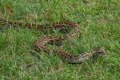 La liberación del reptil fue ejecutada el 23 de septiembre por pasantes de la Universidad de Florida, mientras biólogos del USGS operaban un dron para evaluar el seguimiento aéreo en zonas pantanosas de difícil acceso