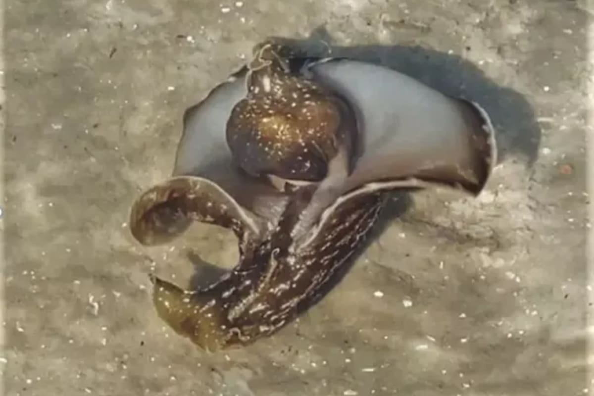 La liebre de mar: la criatura que nadaba y casi nadie pudo descrifar