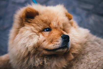 La lista de 10 razas de los perros más peludos