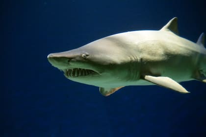 La Lista Roja clasifica como amenazadas a 397 de las 1234 especies de condrictios analizadas: 91 en peligro crítico, 124 En Peligro, 182 Vulnerables, 125 Casi Amenazadas, 539 de Preocupación Menor y 173 con Data Deficiente