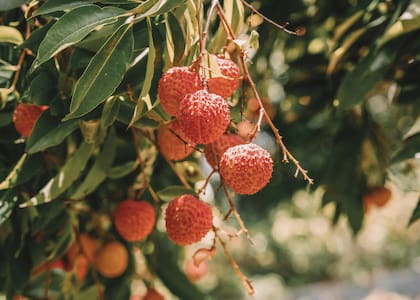 La litchi es un fruto tropical que pertenece a la familia de las Sapindáceas (Foto de carácter ilustrativo: PEXELS)
