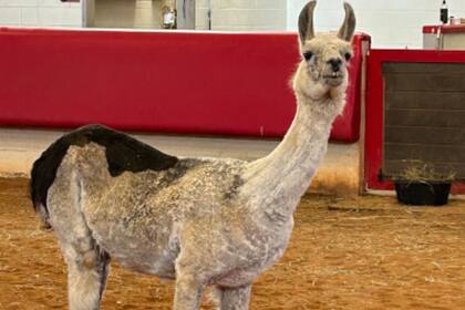 La llama es un emblema del campamento Victory Junction (Guiness World Records)