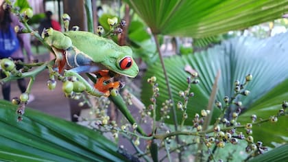 La llamativa ranita de ojos rojos, un símbolo de Costa Rica