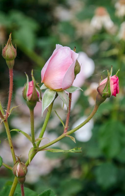 La llegada de los pimpollos cambia el ritmo del jardín y marca el momento de prestar especial atención a los rosales