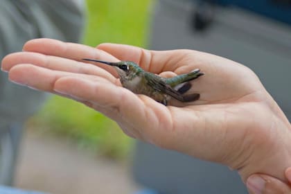 La llegada de miles de colibríes garganta de rubí es un acontecimiento anual de relevancia para la ecología del Golfo de México