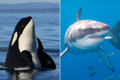 La llegada de orcas a la costa de Sudáfrica produjo que disminuyeran la comunidad de tiburones blancos del área
