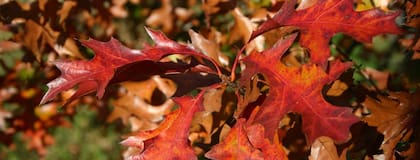La llegada del otoño siembra nuevas expectativas sobre el nuevo ciclo que se inicia