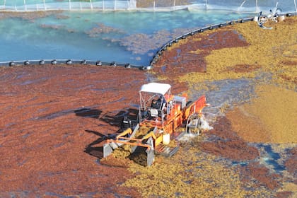 La llegada masiva de sargazo al Caribe Mexicano puso en alerta a las autoridades