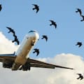 ¿Un aeropuerto para Rocha o para un mes de temporada?