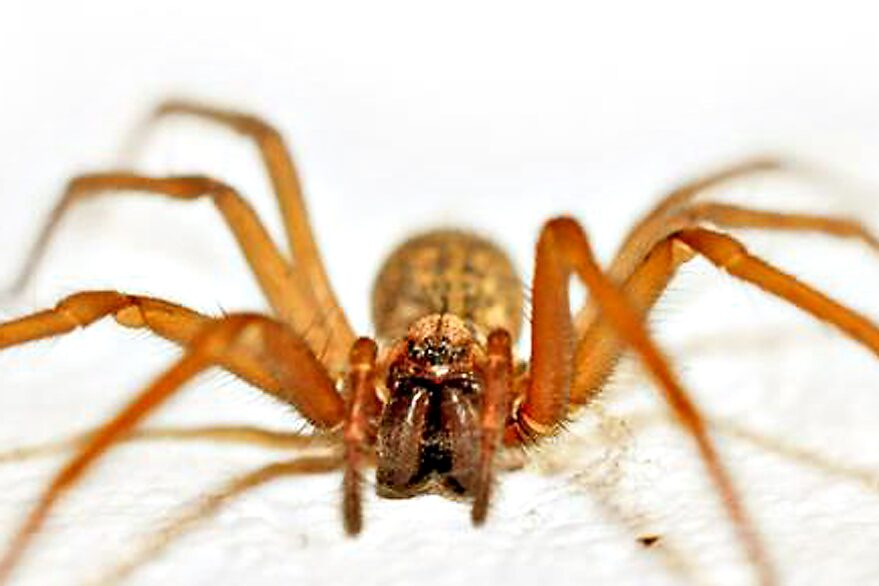 La araña del rincón causó dos muertes en menos de 30 días - LA NACION