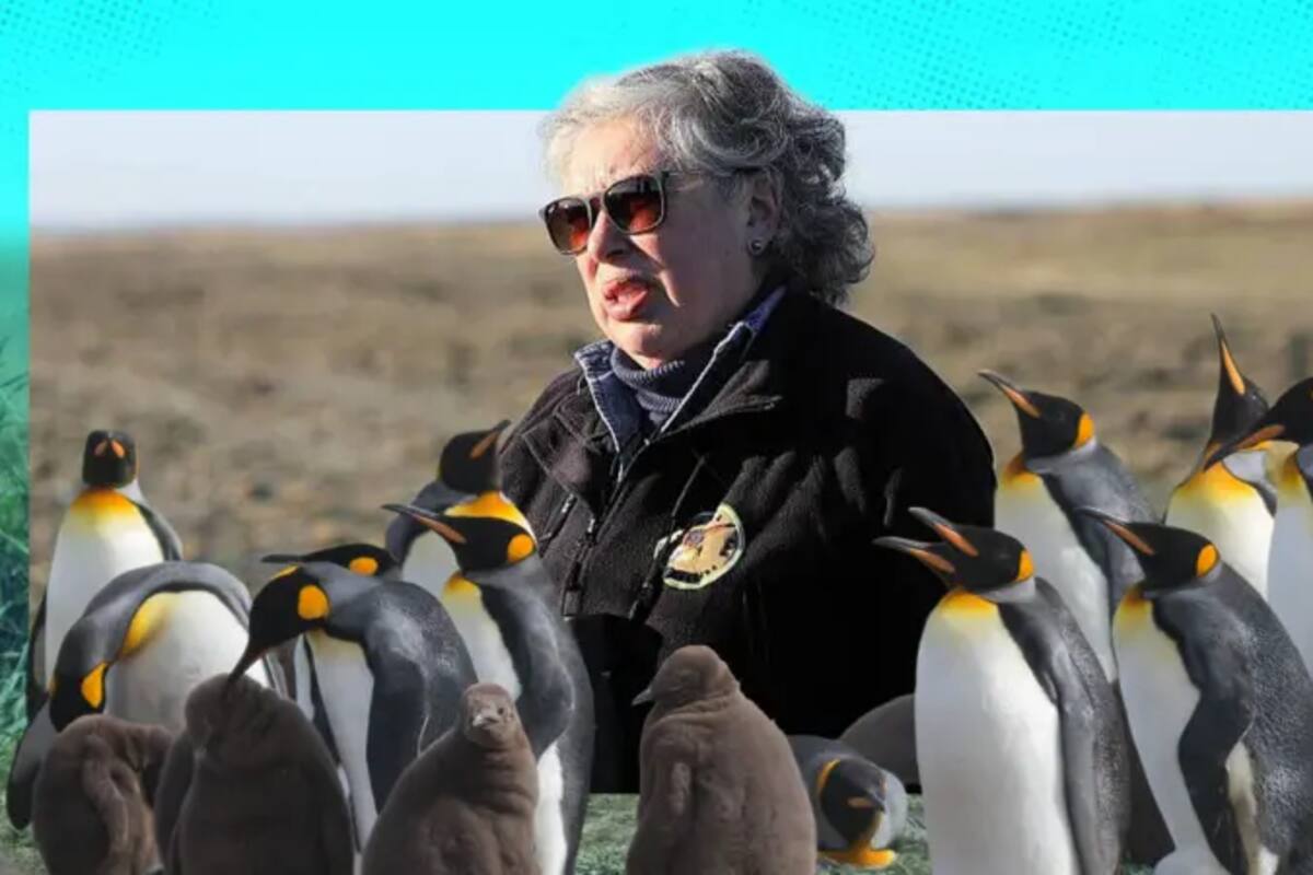 La lucha de Durán Gafo permitió que los pingüinos encontraran un espacio seguro y establecieran una colonia única en Tierra del Fuego