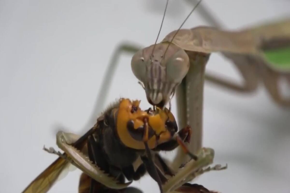 La lucha de insectos quedó registrada por una cámara especializada