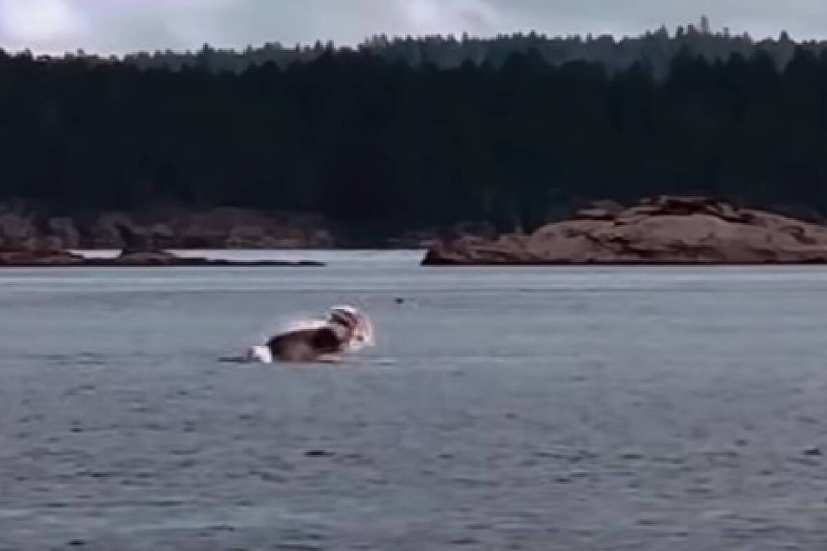 La lucha de un pulpo contra un pelón marino despertó la curiosidad de muchas personas