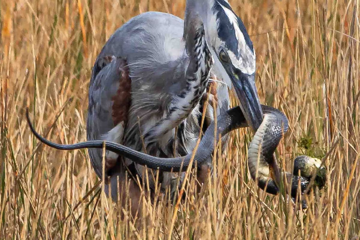 La lucha de una garza y una serpiente capturada en una foto
