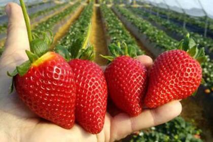 La luna llena es llamada también "Luna de Fresas" debido a tradiciones ancestrales