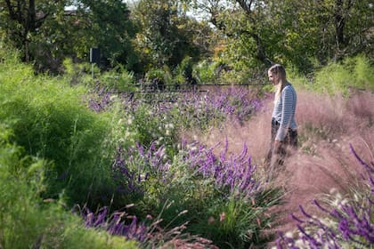 La luz atraviesa sus inflorescencias y convierte a la Muhlenbergia capillaris en una masa rosada que parece flotar