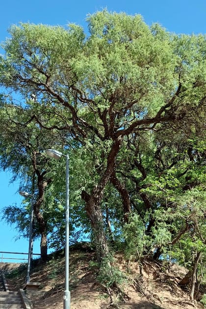La madera del yacaratiá se puede comer fresca o en almíbar y es un ingrediente valioso en la gastronomía local