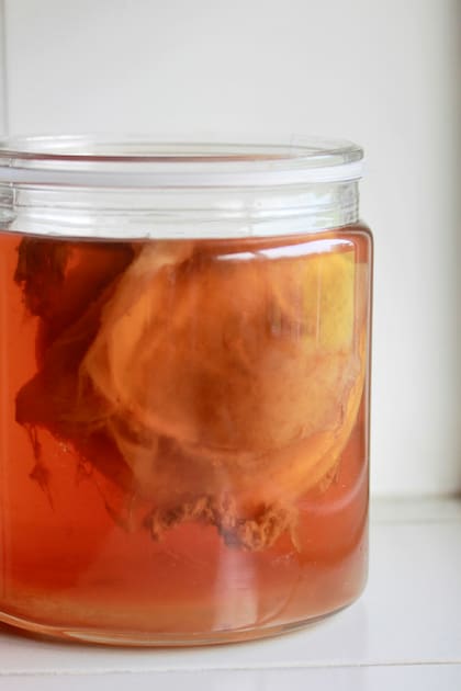 La madre de SCOBY es un disco de grosor variable, con textura gelatinosa y color marrón claro, y es lo que se llama «madre» de la kombucha