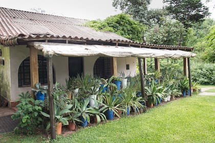 La magnífica colección de agaves que
son, quizás, sus favoritos. Los cultiva en maceta porque algunos son muy invasores. Son plantas algo agresivas por sus pinches, pero fascinantes por su forma escultural.