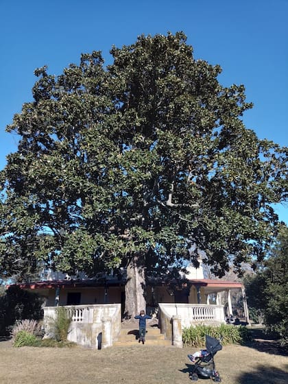 La magnolia que llevó Sarmiento como símbolo de su visita a Junín aun se mantiene en pie en la estancia Mar Chiquita