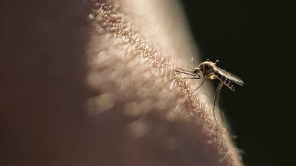 La malaria está causada por parásitos que se transmiten al ser humano por la picadura de mosquitos hembra infectados del género Anopheles