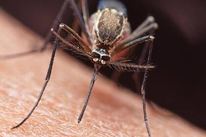 La malaria se propaga por mosquitos infectados