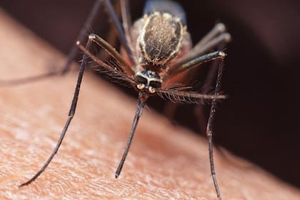 La malaria se propaga por mosquitos infectados
