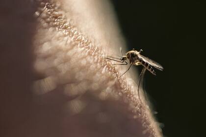 La malaria se transmite al ser humano a través de la picadura de las hembras del mosquito Anopheles