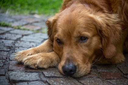 La mamá de los famosos cachorritos