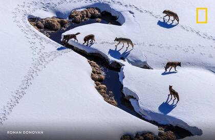 La manada de lobos de Mollie