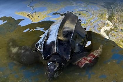 La mañana de ayer un ejemplar de tortuga laúd murió en las instalaciones de Fundación Mundo Marino después de un día de ser rescatada