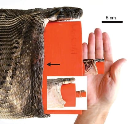 La mandíbula inferior de esta enorme serpiente, que engulle enteras a sus presas sin masticarlas, no está fusionada, sino conectada de forma laxa con un ligamento elástico.