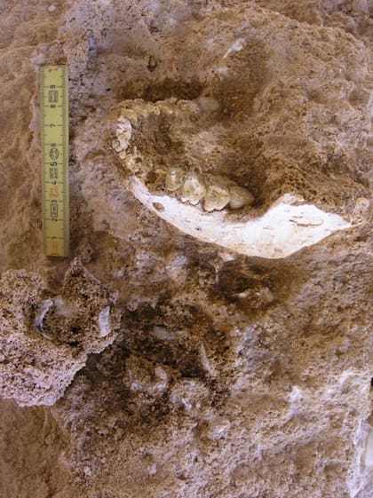 La mandíbula ThI-GH-10717 durante la excavación