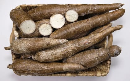 La mandioca ayuda es beneficiosa para la salud digestiva e intestinal porque posee almidón resistente, un tipo de fibra que actúa como prebiótico.