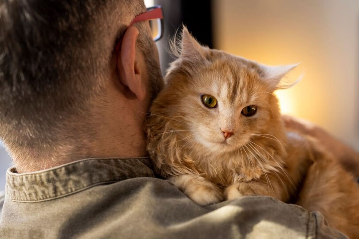 La manera en que los felinos ven a sus dueños