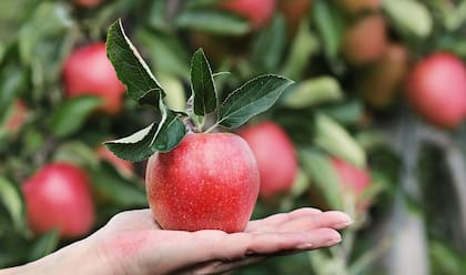 La manzana es compatible con dietas para tratar o prevenir la hipertensión (Foto de carácter ilustrativo: Pixabay)