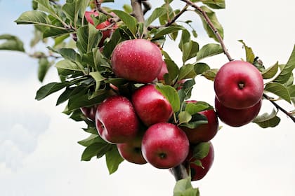 La manzana es fuente de niveles significativos de fibra, vitamina C y varios fitoquímicos