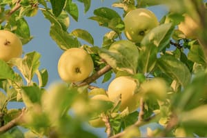 La manzana se ubica como una opción ideal para las personas con diabetes