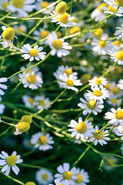 La manzanilla, un clásico de las rutas argentinas, tiene una bellísima flor con usos medicinales