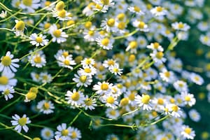 La manzanilla o camomila común es una hierba perenne de la familia de las asteráceas.