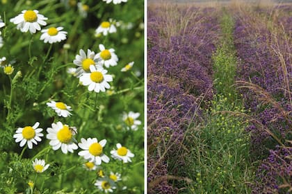 La manzanilla o la lavanda son dos plantas naturales a las que se les atribuye popularmente el poder de inducir al sueño