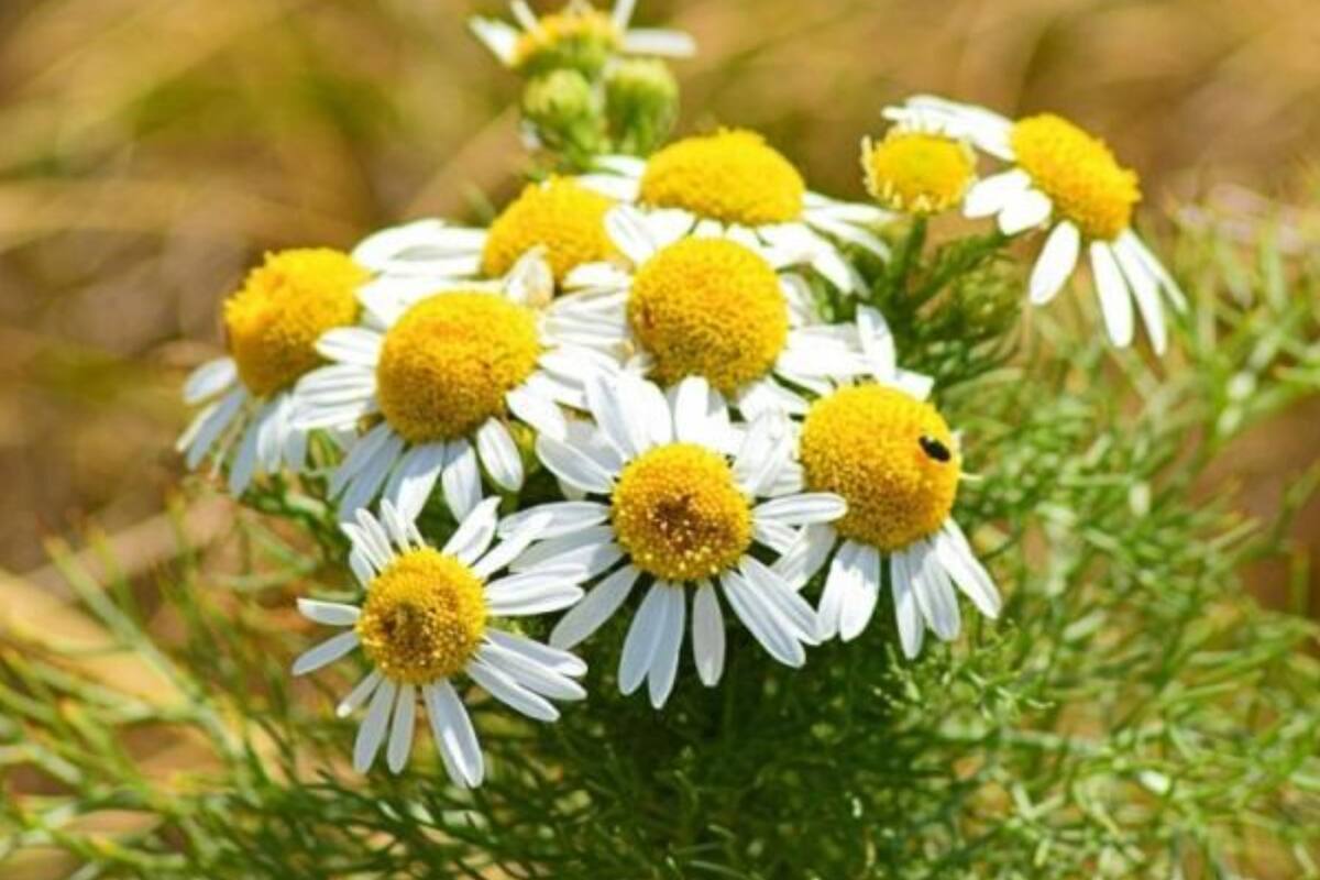 La manzanilla ofrece un sinfín de beneficios importantes para llevar a cabo