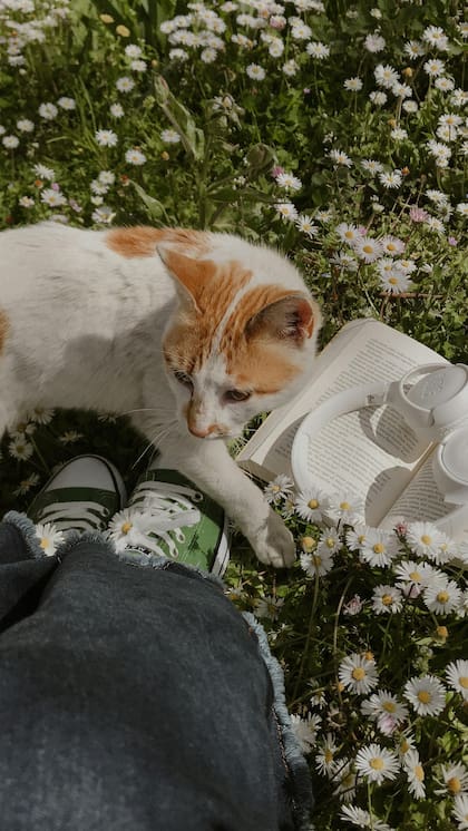 La manzanilla puede proporcionarse a los gatos para tratar ciertas afecciones de salud